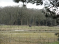 15-03-04 BOXTEL (09)