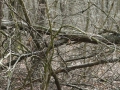 15-04-01 LANGENBOOM (03)