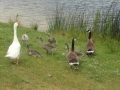 15-06-24 ROSMALEN (19)