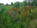 2015-07-22Nieuwaal008 (Kopie)