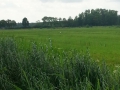 2015-07-22Nieuwaal017 (Kopie)