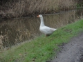 2016-01-06 Middelbeers 016