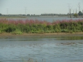 2016-08-17 Biesbosch 004