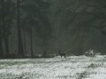 2017-01-18 Kaatsheuvel 009