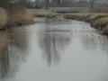 2017-02-01 Nijnsel 002