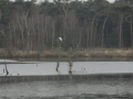 2017-02-01 Nijnsel 010