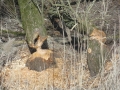 2017-02-15 Bemmel 018