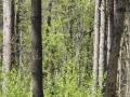 2017-04-26 Drunen 005