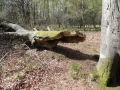 2017-04-26 Drunen 007