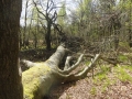 2017-04-26 Drunen 008