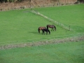2017-10-12 Oranjewoud071 (Kopie)