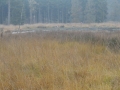 2017-11-08 Gerwen 008