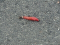 2018-09-27Petersberg027