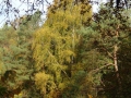 2018-11-07Vught010