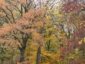 2018-11-07Vught015
