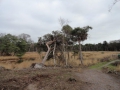2019-01-02Nijnsel011