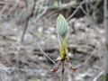 2019-03-27Luijksgestel018