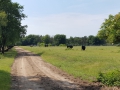 2019-06-19PlankenWambuis019
