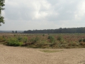 2019-09-23EdeGinkelseHeide027