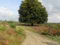 2019-09-23EdeGinkelseHeide031