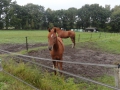 2019-09-25LoenenEerbeek004