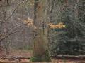 2021-12-15-RosmalenNuland-015