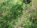 2024-06-12-Baarschot-016
