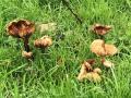 2024-11-13-Stiphout-004
