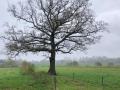 2024-11-13-Stiphout-009