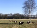 2025-03-19-Rosmalen-010