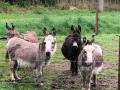 2025-04-16-Boskant-005