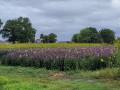 2025-09-03-Borkel-034