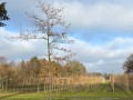 2025-11-26-Sint-Oedenrode-020