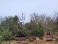 2026-02-18-Vlierden-009