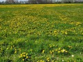 2026-04-15-Enspijk-013