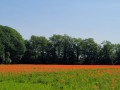 2026-05-27-Halder-013