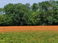 2026-05-27-Halder-027