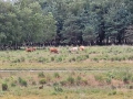 2026-07-08-Huis-ter-Heide-006