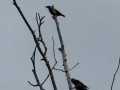 2026-07-08-Huis-ter-Heide-030A